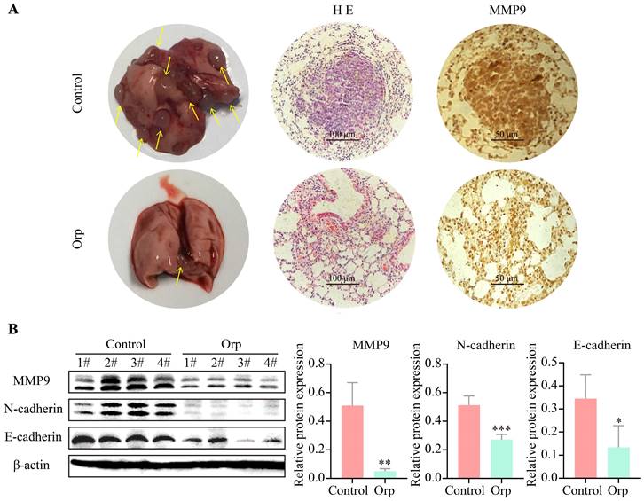 J Cancer Image