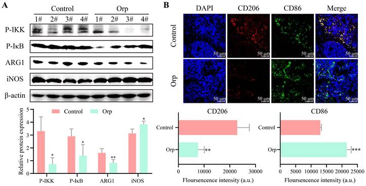 J Cancer Image