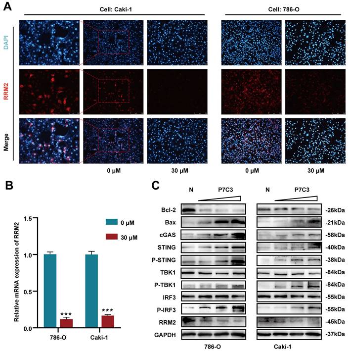 J Cancer Image