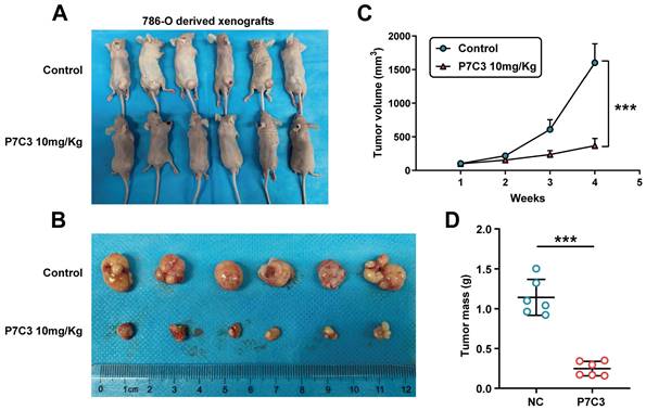 J Cancer Image