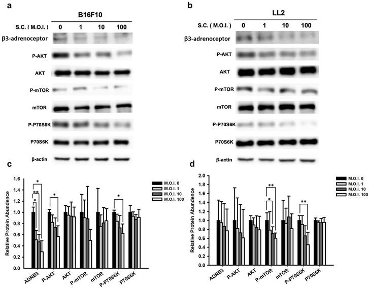 J Cancer Image