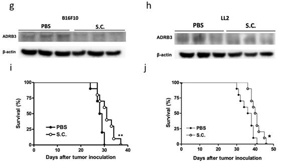 J Cancer Image