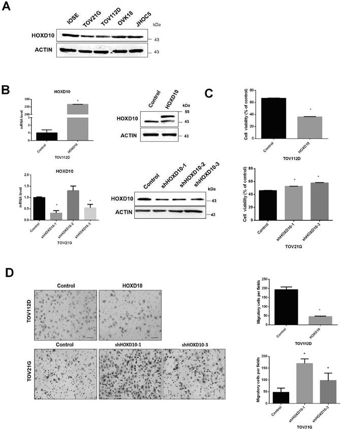 J Cancer Image