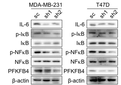 J Cancer Image