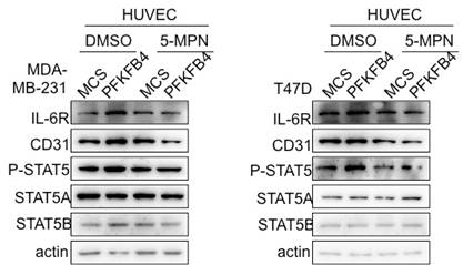 J Cancer Image