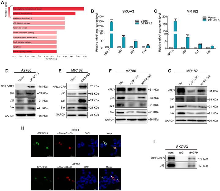 J Cancer Image