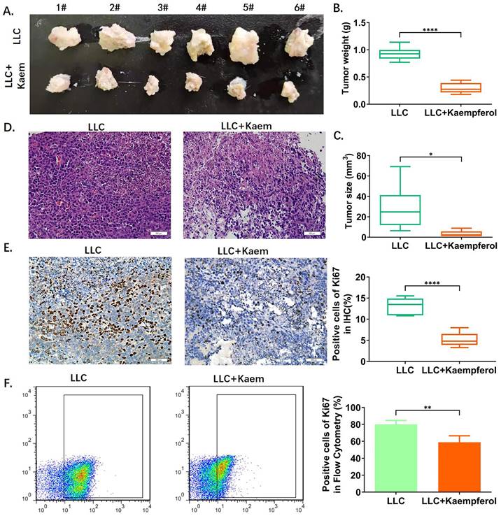 J Cancer Image