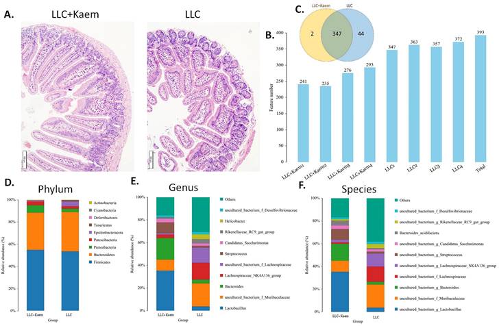 J Cancer Image