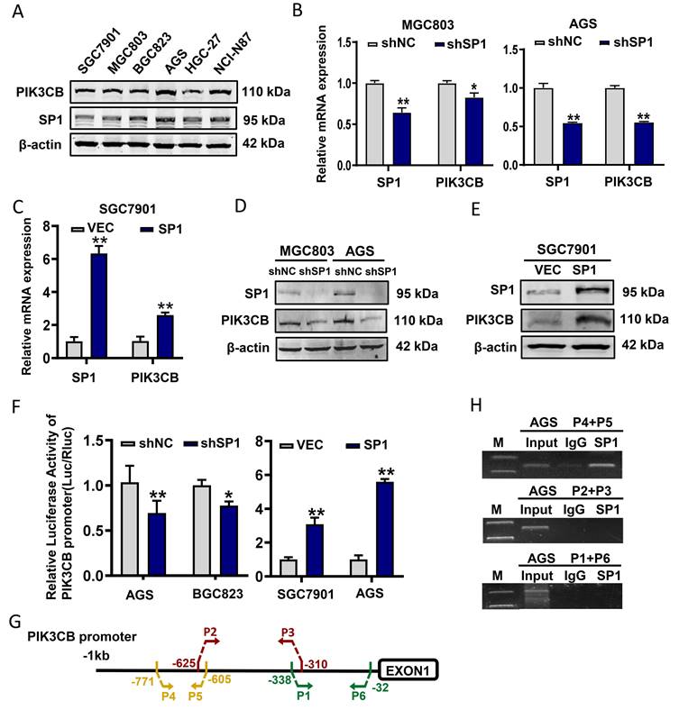 J Cancer Image