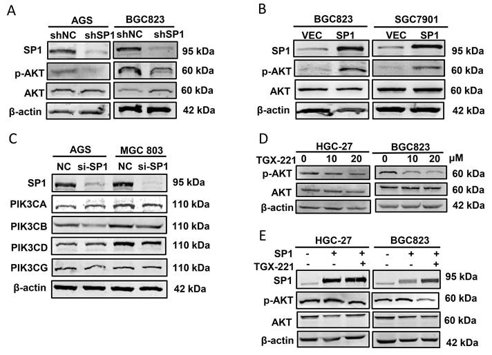 J Cancer Image