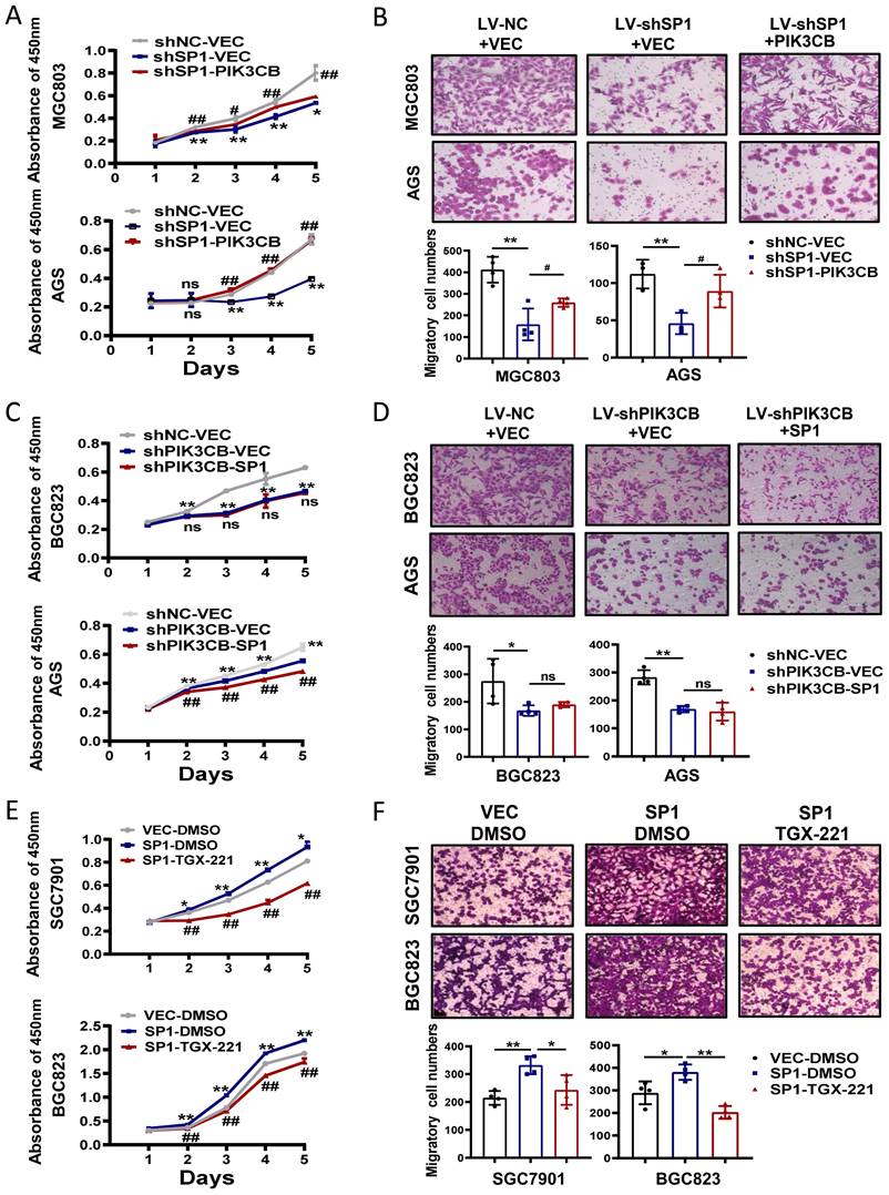 J Cancer Image