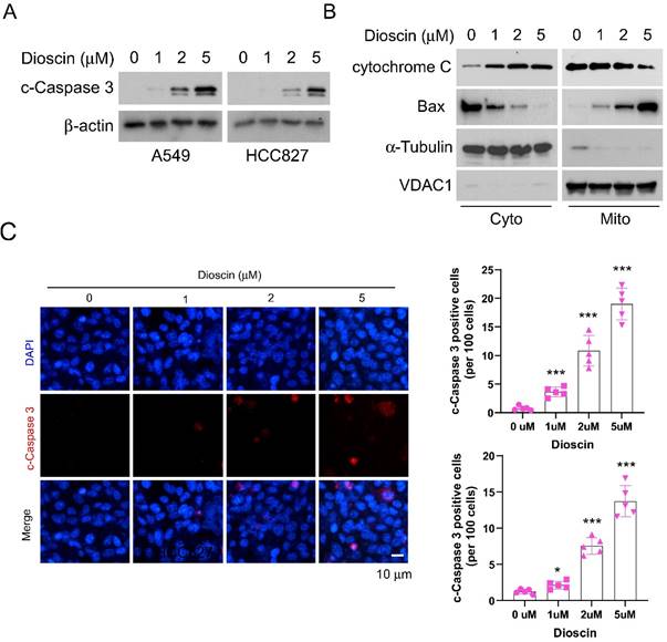 J Cancer Image