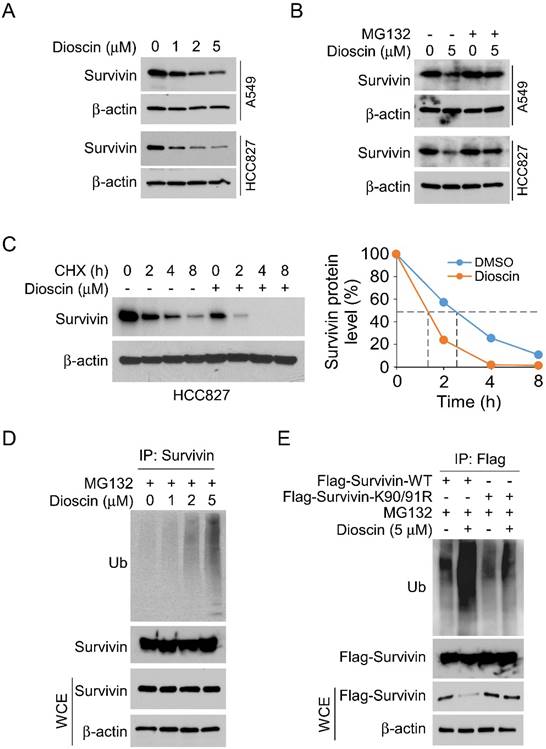 J Cancer Image