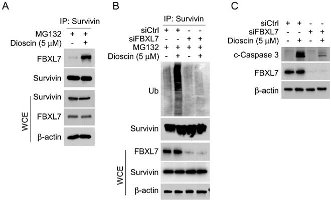 J Cancer Image