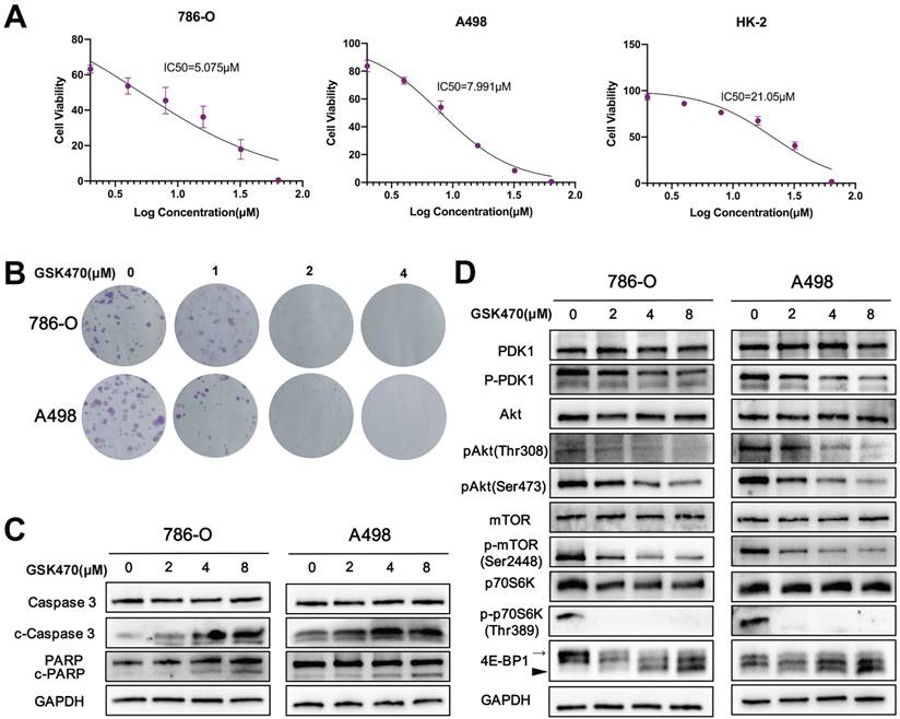 J Cancer Image