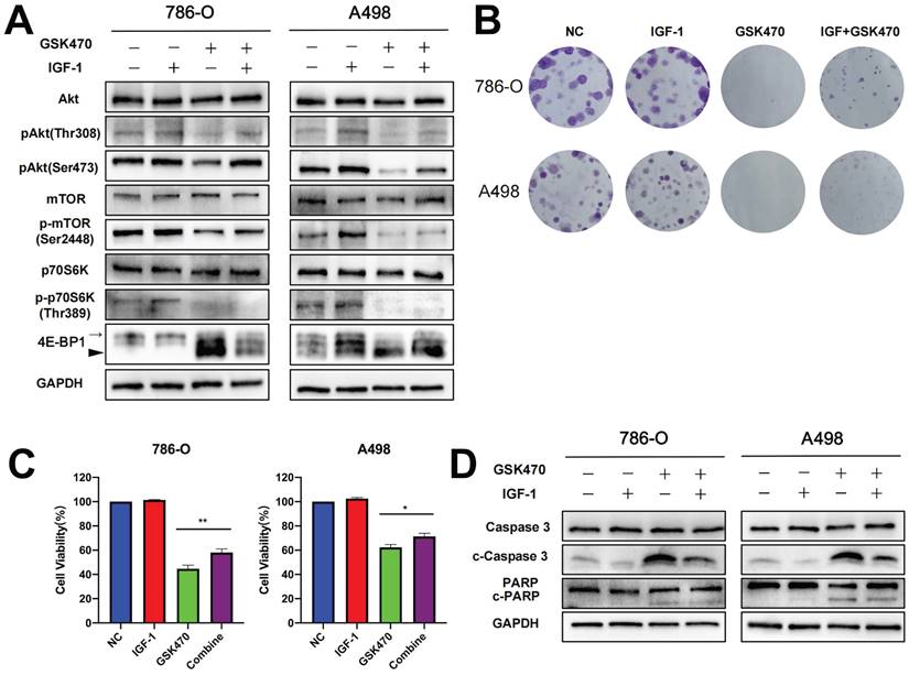 J Cancer Image