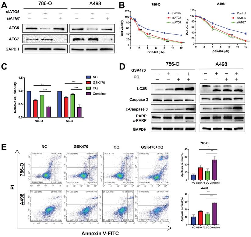 J Cancer Image