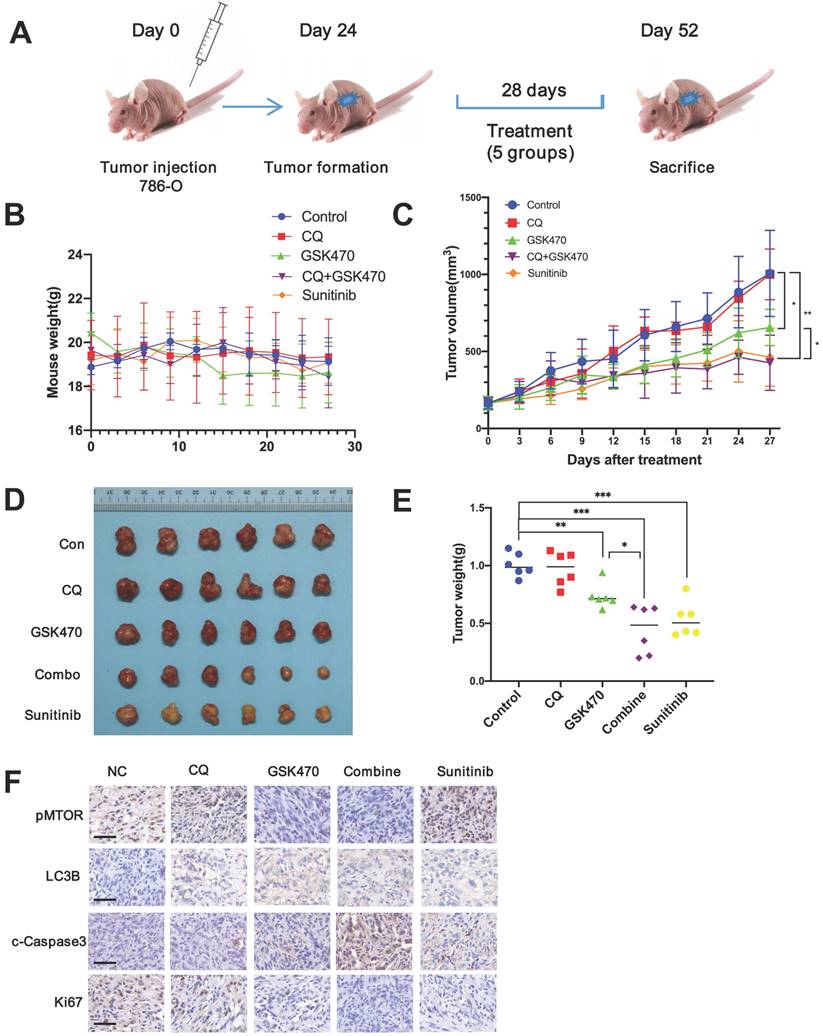 J Cancer Image