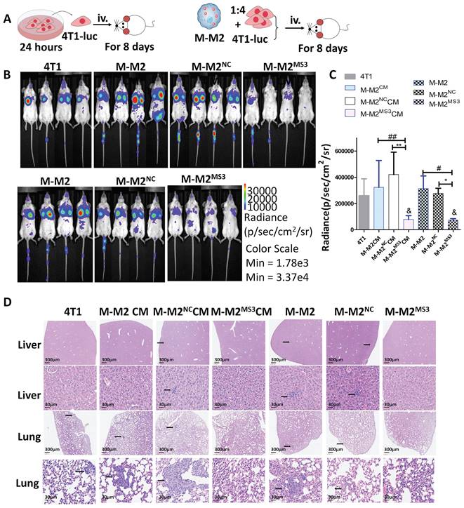 J Cancer Image