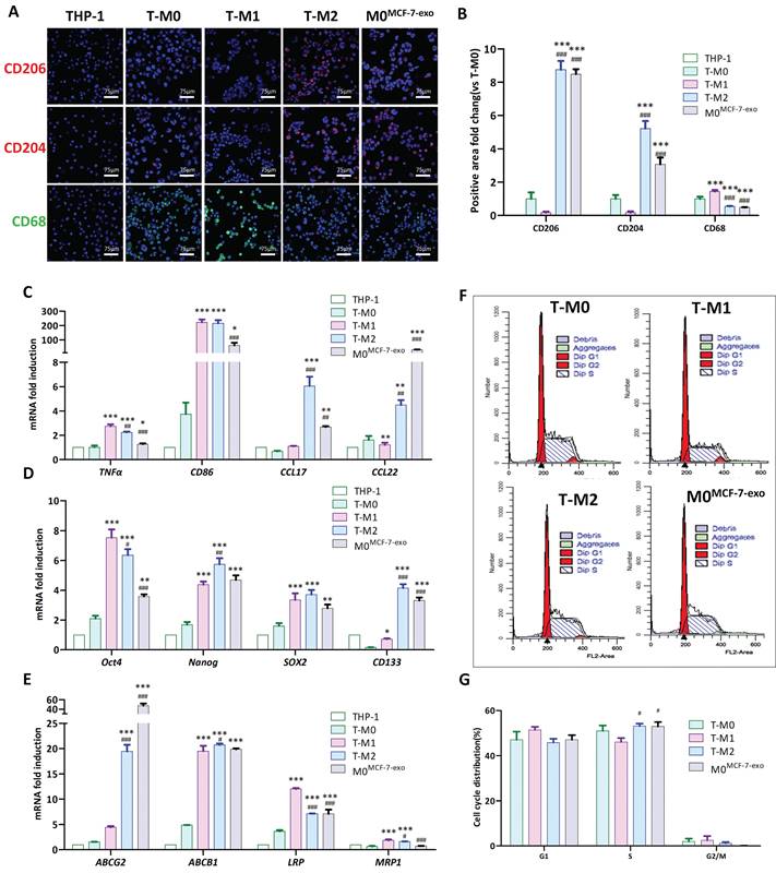 J Cancer Image