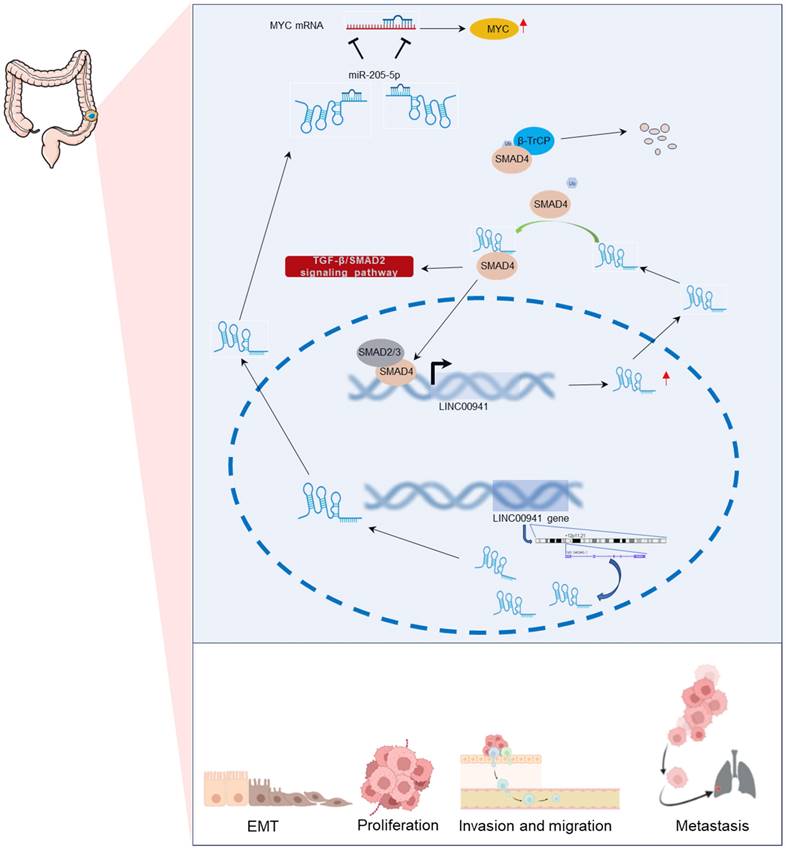 J Cancer Image