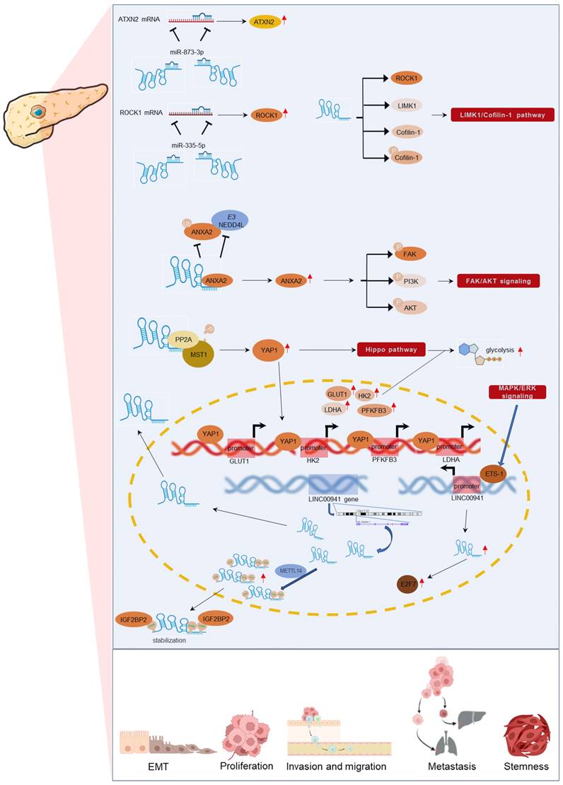 J Cancer Image