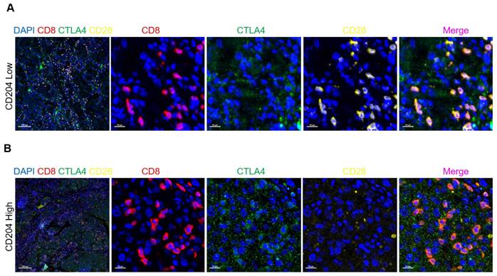 J Cancer Image