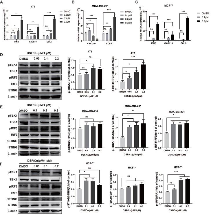 J Cancer Image