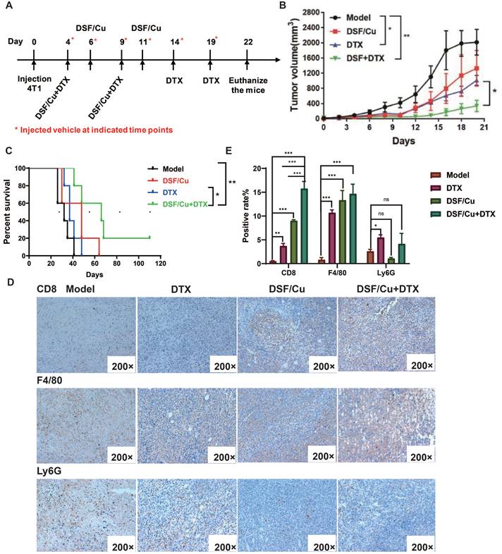 J Cancer Image