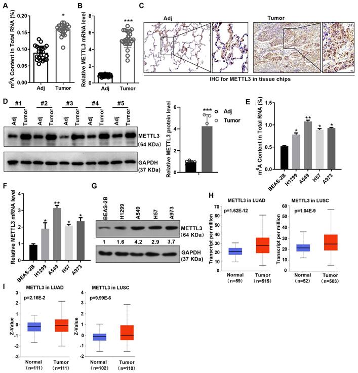 J Cancer Image