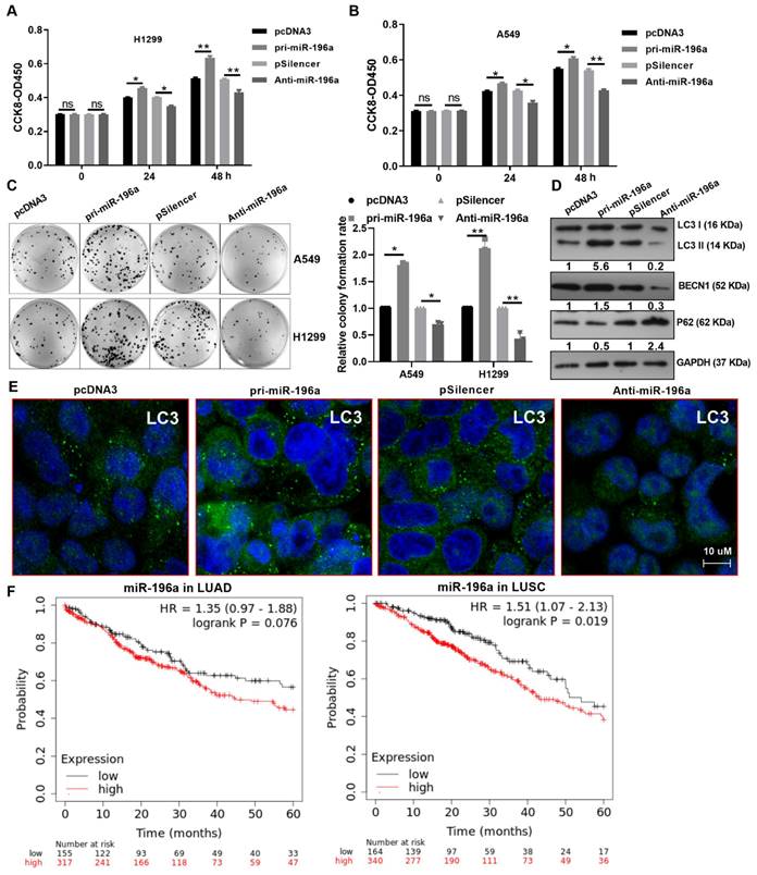 J Cancer Image