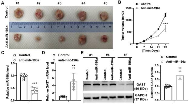 J Cancer Image