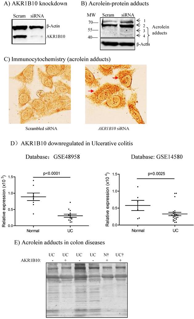 J Cancer Image