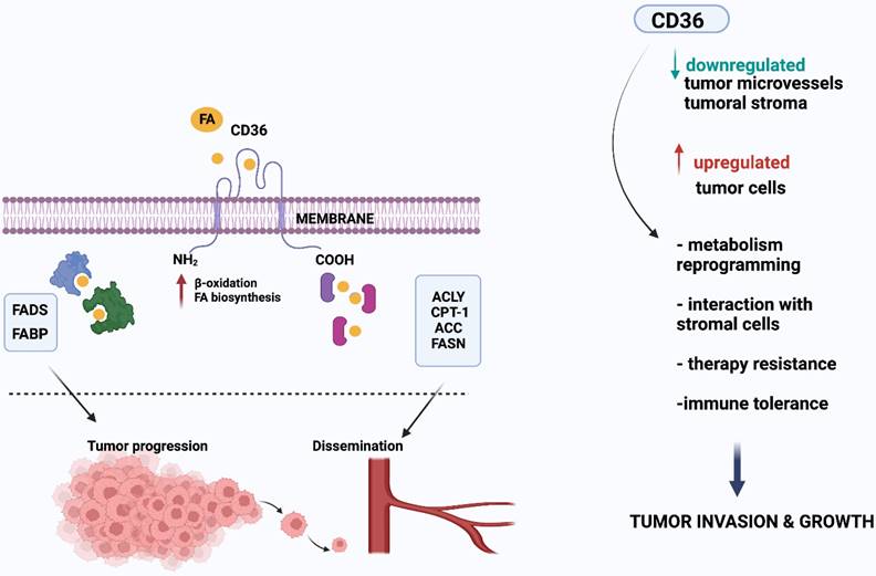 J Cancer Image