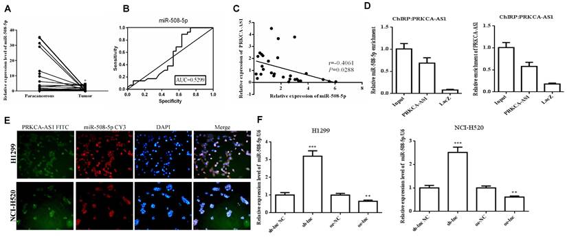 J Cancer Image