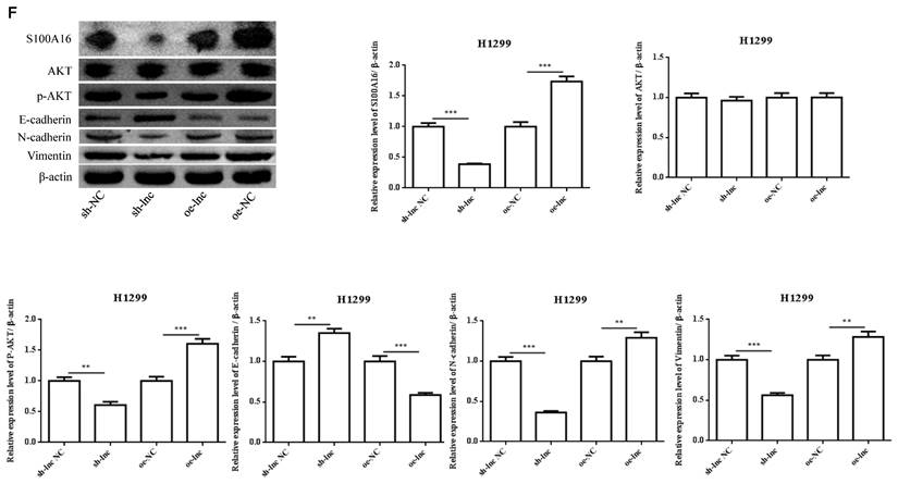 J Cancer Image