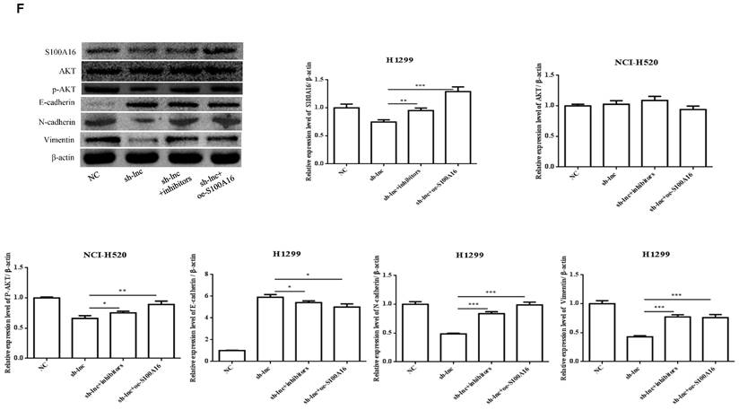 J Cancer Image