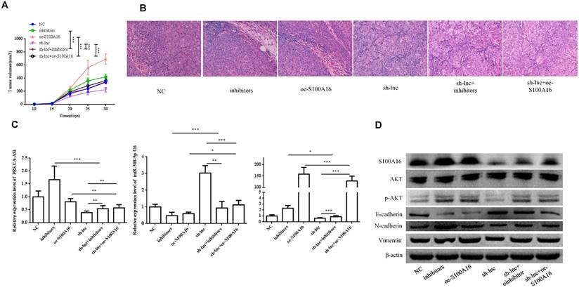 J Cancer Image