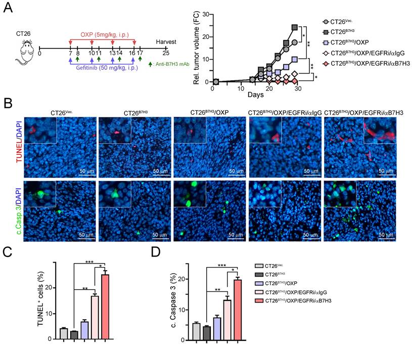 J Cancer Image