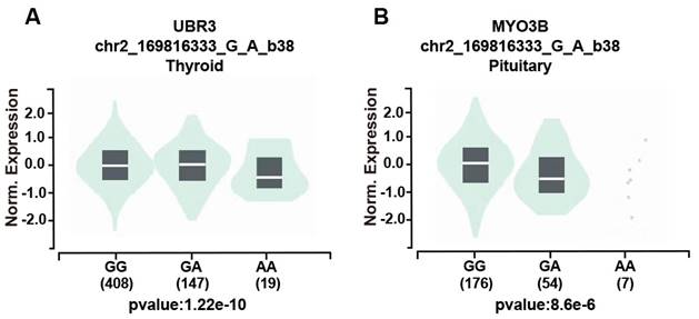 J Cancer Image