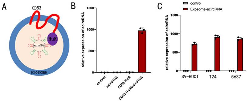 J Cancer Image