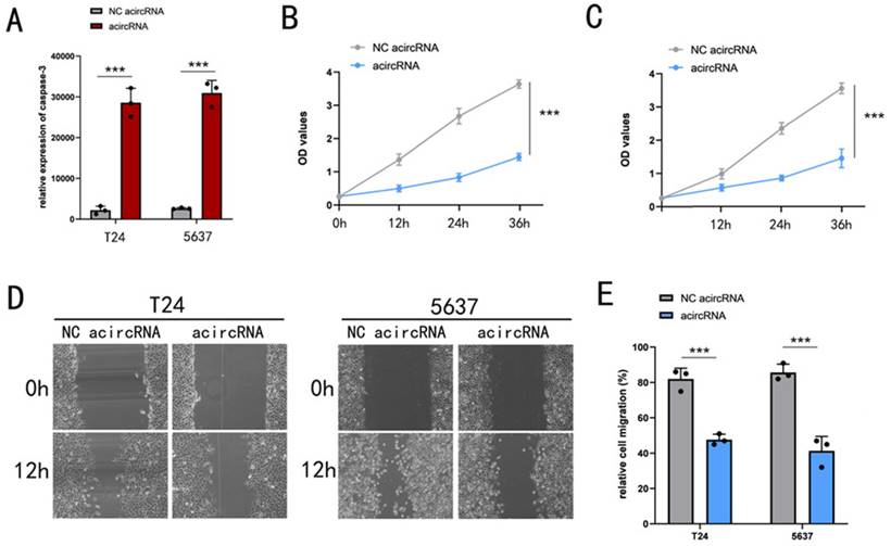 J Cancer Image