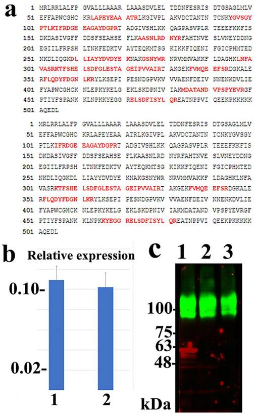 J Cancer Image