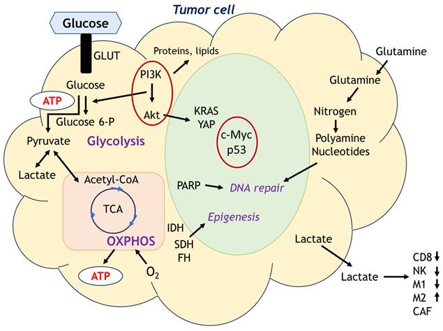 J Cancer Image