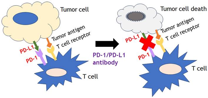 J Cancer Image