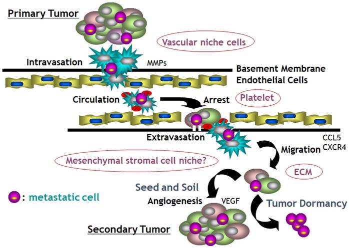 J Cancer Image