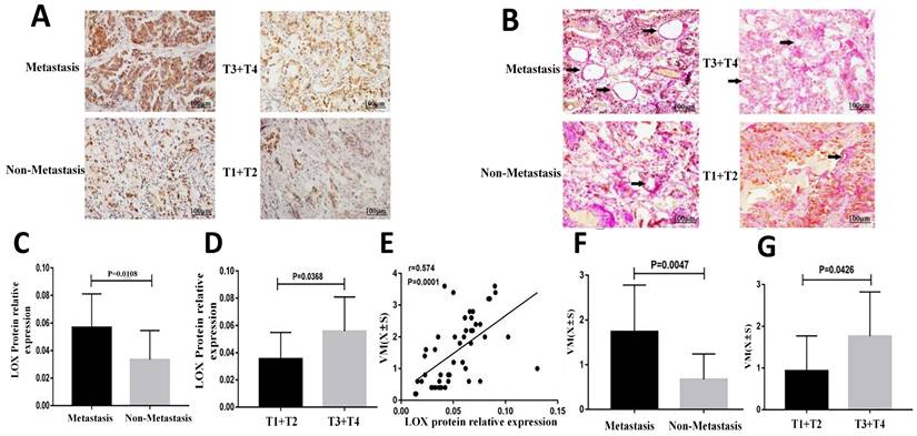 J Cancer Image