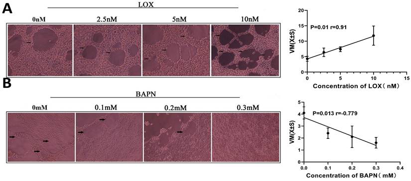 J Cancer Image