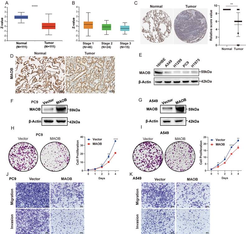 J Cancer Image