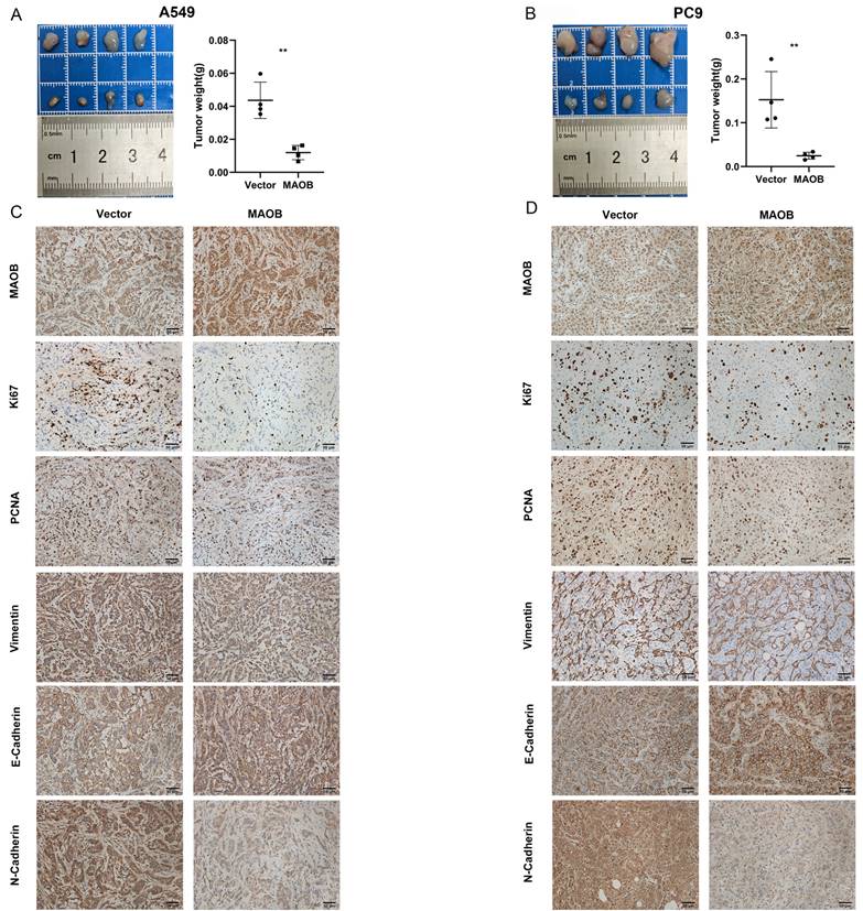 J Cancer Image